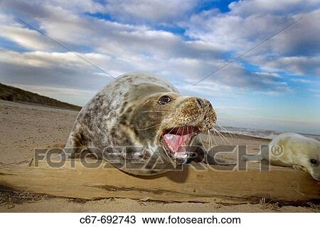 Stock Image - Grey Seal, Halichoerus grypus, Pup & Female. Fotosearch