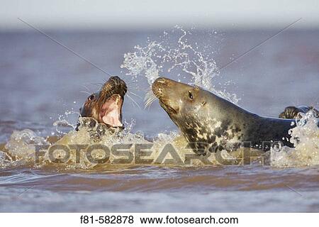 Grey Seal (Halichoerus grypus) sub-adults play-fighting in sea. North Lincolnshire, UK. November 2005. View Large Photo Image Stock Photo - Grey Seal (Halichoerus grypus) sub-adults play-fighting in sea. North Lincolnshire, UK. November 2005.. Fotosearch