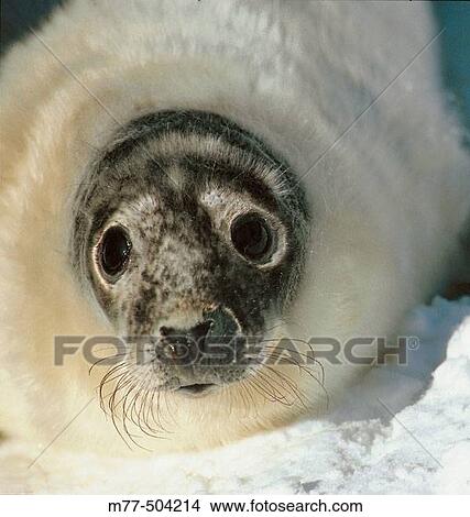 Grey seal. V? sterbotten. Sweden. View Large Photo Image Picture - Grey seal. V? sterbotten. Sweden.. Fotosearch