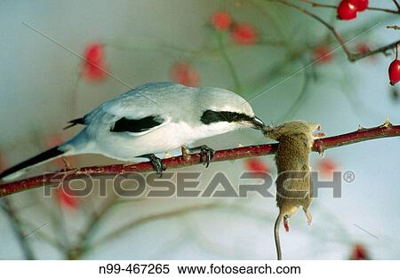 Grey shrike (Lanius excubitor) with captured mouse. Store in winter, rose hips near Erlangen. Bavaria. Germany. View Large Photo Image Stock Photography - Grey shrike (Lanius excubitor) with captured mouse. Store in winter, rose hips near Erlangen. Bavaria. Germany.. Fotosearch