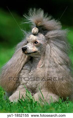 Stock Photography - Grey Standard Poodle, Adult laying on Grass. Fotosearch