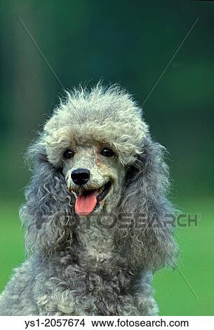 Grey Standard Poodle Dog, Portrait with Tongue out. View Large Photo Image Picture - Grey Standard Poodle Dog, Portrait with Tongue out.. Fotosearch