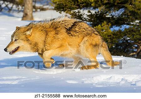 Grey Wolf Timber Wolf (Canis lupus), Bozeman, Montana, USA. View Large Photo Image Stock Photo - Grey Wolf Timber Wolf (Canis lupus), Bozeman, Montana, USA.. Fotosearch
