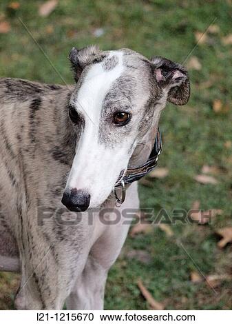 Greyhound in a park View Large Photo Image Stock Image - Greyhound in a park. Fotosearch