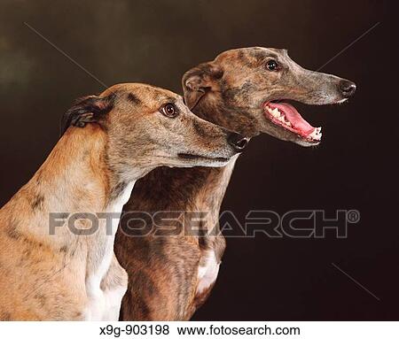Greyhound View Large Photo Image Stock Photo - Greyhound. Fotosearch