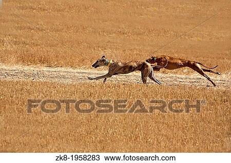 Greyhounds at full speed during a race. View Large Photo Image Stock Image - Greyhounds at full speed during a race.. Fotosearch