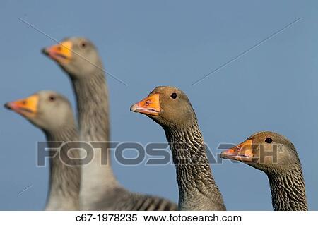 Greylag Geese Anser anser group portrait. View Large Photo Image Stock Photography - Greylag Geese Anser anser group portrait.. Fotosearch
