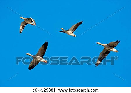 Greylag Geese Anser anser in Flight View Large Photo Image Stock Image - Greylag Geese Anser anser in Flight. Fotosearch