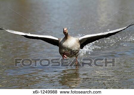 Greylag Goose Anser anser, gander running across water surface, displaying to female during breeding season, Germany View Large Photo Image Stock Photo - Greylag Goose Anser anser, gander running across water surface, displaying to female during breeding season, Germany. Fotosearch
