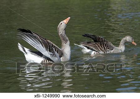 Greylag Goose Anser anser, pair courtship displaying on lake, Germany View Large Photo Image Stock Image - Greylag Goose Anser anser, pair courtship displaying on lake, Germany. Fotosearch