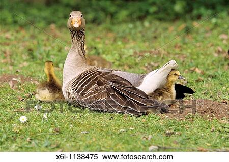 Stock Photography - Greylag Goose Anser anser, parent bird protecting gosling from the rain, Germany. Fotosearch