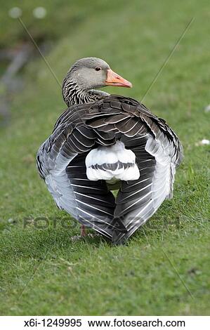 Greylag Goose Anser anser, preening plumage, Germany View Large Photo Image Stock Photography - Greylag Goose Anser anser, preening plumage, Germany. Fotosearch