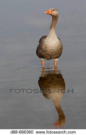 Greylag Goose (Anser anser) View Large Photo Image Stock Image - Greylag Goose (Anser anser). Fotosearch