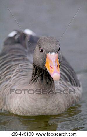 Greylag Goose (Anser anser) View Large Photo Image Stock Image - Greylag Goose (Anser anser). Fotosearch