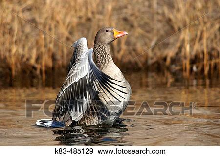 Greylag Goose (Anser anser) View Large Photo Image Stock Photo - Greylag Goose (Anser anser). Fotosearch