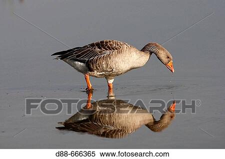 Greylag Goose (Anser anser) View Large Photo Image Stock Photography - Greylag Goose (Anser anser). Fotosearch