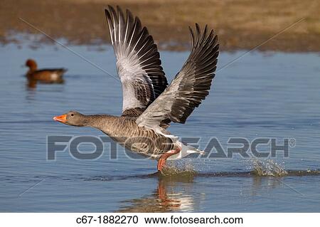 Greylag Goose Anser anser taking off from coastal pool View Large Photo Image Stock Image - Greylag Goose Anser anser taking off from coastal pool. Fotosearch