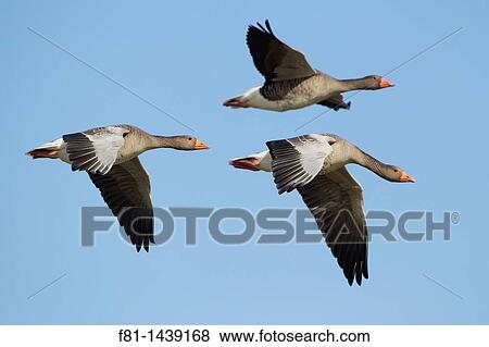 Greylag goose Anser anser three adults in flight, Iceland, April 2010 View Large Photo Image Stock Photo - Greylag goose Anser anser three adults in flight, Iceland, April 2010. Fotosearch