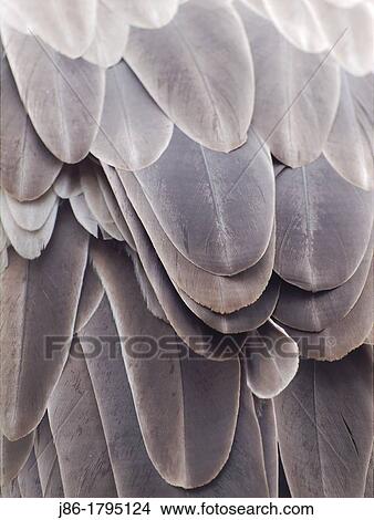 Picture - Griffon Vulture feathers Gyps fulvus Texture Natural.. Fotosearch