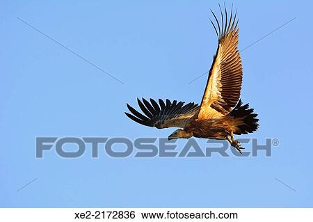 Griffon Vulture - Gyps fulvus, Crete View Large Photo Image Stock Photograph - Griffon Vulture - Gyps fulvus, Crete. Fotosearch