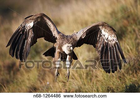 Griffon Vulture Gyps fulvus flying, Lleida, Spain View Large Photo Image Stock Photograph - Griffon Vulture Gyps fulvus flying, Lleida, Spain. Fotosearch