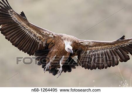 Stock Photography - Griffon Vulture Gyps fulvus flying, Lleida, Spain. Fotosearch