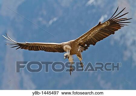 Griffon Vulture (Gyps fulvus) in fly, Pyrenees, spain View Large Photo Image Stock Photo - Griffon Vulture (Gyps fulvus) in fly, Pyrenees, spain. Fotosearch