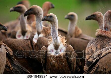 Griffon vulture (Gyps fulvus) in the National Park Cabaeros. Ciudad Real. View Large Photo Image Picture - Griffon vulture (Gyps fulvus) in the National Park Cabaeros. Ciudad Real.. Fotosearch