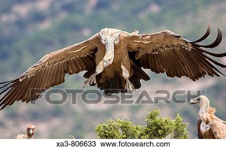 Griffon vulture (Gyps fulvus), landing View Large Photo Image Stock Image - Griffon vulture (Gyps fulvus), landing. Fotosearch