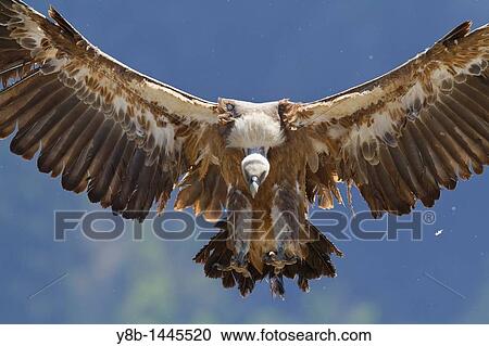 Griffon Vulture (Gyps fulvus) landing, Pyrenees, Spain View Large Photo Image Stock Image - Griffon Vulture (Gyps fulvus) landing, Pyrenees, Spain. Fotosearch
