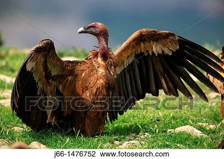 Stock Image - Griffon Vulture (Gyps fulvus) opening wings in The Domain, Castellon province, Comunidad Valenciana, Spain. Fotosearch