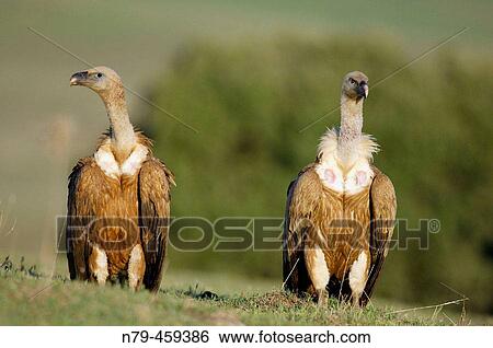 Griffon Vulture (Gyps fulvus). Valle de Alcudia, Ciudad Real, Spain View Large Photo Image Stock Photograph - Griffon Vulture (Gyps fulvus). Valle de Alcudia, Ciudad Real, Spain. Fotosearch