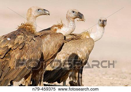 Griffon Vulture (Gyps fulvus). Valle de Alcudia, Ciudad Real, Spain View Large Photo Image Stock Photography - Griffon Vulture (Gyps fulvus). Valle de Alcudia, Ciudad Real, Spain. Fotosearch