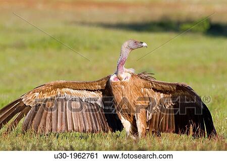 Griffon vultures (Gyps fulvus) perched on the ground in Arribes del Duero Natural Park. Salamanca. Castilla y Leon. Spain. View Large Photo Image Stock Image - Griffon vultures (Gyps fulvus) perched on the ground in Arribes del Duero Natural Park. Salamanca. Castilla y Leon. Spain.. Fotosearch