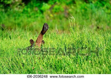 Grizzli bear cub stretching leg (Ursus arctos horribilis), Khutzeymateen Grizzly Bear Sanctuary, British Columbia, Canada, June 2013. View Large Photo Image Stock Photo - Grizzli bear cub stretching leg (Ursus arctos horribilis), Khutzeymateen Grizzly Bear Sanctuary, British Columbia, Canada, June 2013.. Fotosearch