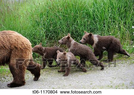 Grizzli bear mother and four spring cubs Ursus arctos horribilis Brooks river, Katmai National Park, Alaska, USA View Large Photo Image Picture - Grizzli bear mother and four spring cubs Ursus arctos horribilis Brooks river, Katmai National Park, Alaska, USA. Fotosearch