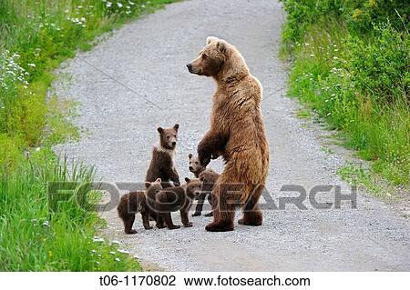 Stock Image - Grizzli bear mother and four spring cubs Ursus arctos horribilis Brooks river, Katmai National Park, Alaska, USA. Fotosearch