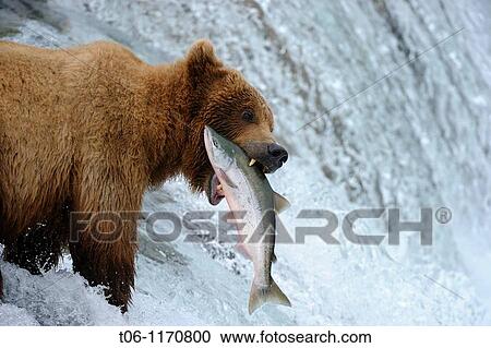 Grizzli bear Ursus arctos horribilis catching salmon in Brooks river, Katmai National Park, Alaska, USA View Large Photo Image Stock Image - Grizzli bear Ursus arctos horribilis catching salmon in Brooks river, Katmai National Park, Alaska, USA. Fotosearch