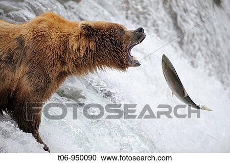 Grizzli bear Ursus arctos horribilis catching salmon in Brooks river, Katmai National Park, Alaska, USA View Large Photo Image Stock Image - Grizzli bear Ursus arctos horribilis catching salmon in Brooks river, Katmai National Park, Alaska, USA. Fotosearch