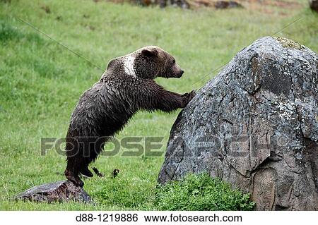 Grizzly bear 2 and a half year old Ursus arctos horribilis family ursidae order carnivora. View Large Photo Image Stock Photograph - Grizzly bear 2 and a half year old Ursus arctos horribilis family ursidae order carnivora.. Fotosearch