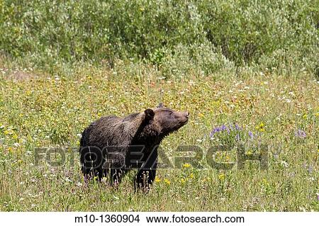 Grizzly bear between Yellowstone National Park and Grand Tetons National Park, Wyoming, USA View Large Photo Image Picture - Grizzly bear between Yellowstone National Park and Grand Tetons National Park, Wyoming, USA. Fotosearch