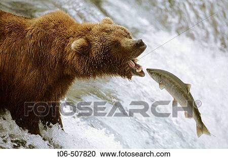 Grizzly bear catching salmon (Ursus arctos horribilis). Brooks river, Katmai National Park, Alaska, USA View Large Photo Image Stock Image - Grizzly bear catching salmon (Ursus arctos horribilis). Brooks river, Katmai National Park, Alaska, USA. Fotosearch