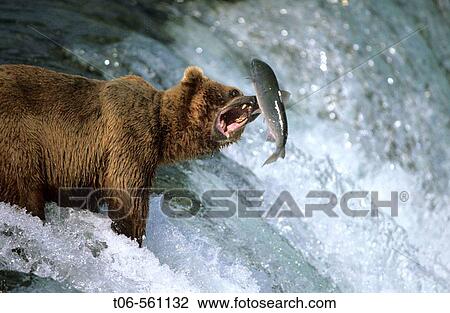 Grizzly bear catching salmon (Ursus arctos horribilis). Katmai National Park. Alaska. USA View Large Photo Image Stock Image - Grizzly bear catching salmon (Ursus arctos horribilis). Katmai National Park. Alaska. USA. Fotosearch