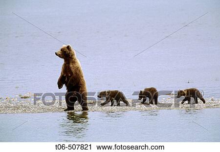 Grizzly bear mother and three cubs (Ursus arctos horribilis). Brooks river, Katmai National Park, Alaska, USA View Large Photo Image Stock Image - Grizzly bear mother and three cubs (Ursus arctos horribilis). Brooks river, Katmai National Park, Alaska, USA. Fotosearch