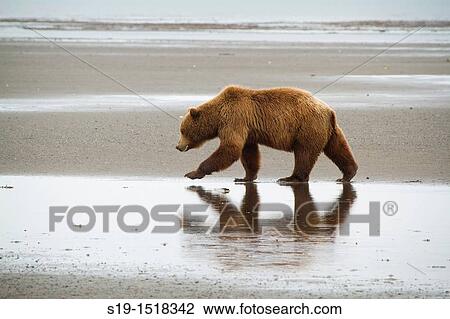 Grizzly Bear on the Beach. View Large Photo Image Stock Image - Grizzly Bear on the Beach.. Fotosearch
