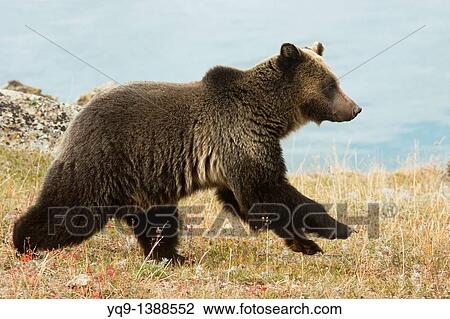 Grizzly Bear View Large Photo Image Stock Image - Grizzly Bear. Fotosearch