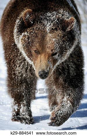Stock Image - Grizzly bear Ursus arctos - captive in late winter habitat. Fotosearch