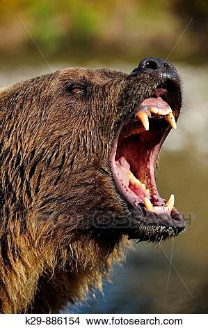 Grizzly bear Ursus arctos- captive snarling View Large Photo Image Picture - Grizzly bear Ursus arctos- captive snarling. Fotosearch