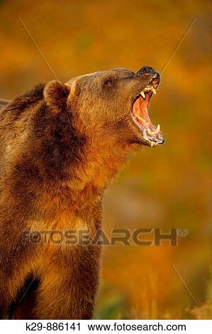 Stock Image - Grizzly bear Ursus arctos- captive snarling. Fotosearch