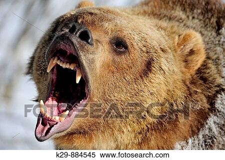 Grizzly bear Ursus arctos - captive snarling View Large Photo Image Stock Photography - Grizzly bear Ursus arctos - captive snarling. Fotosearch